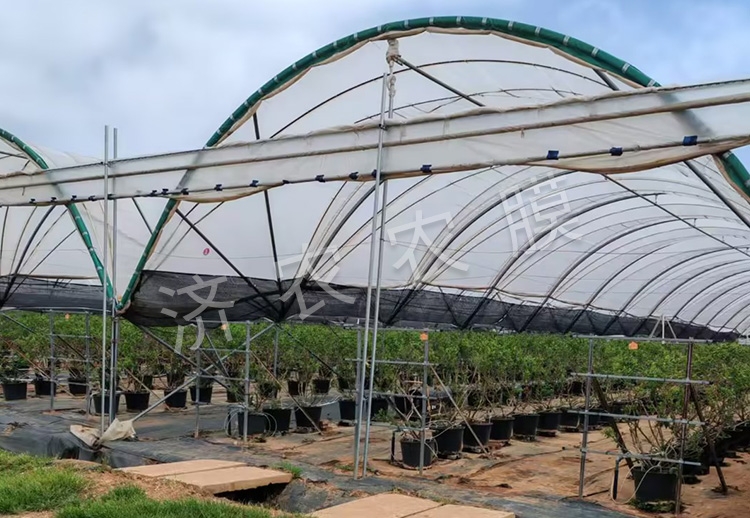 藍莓大棚膜批發(fā)