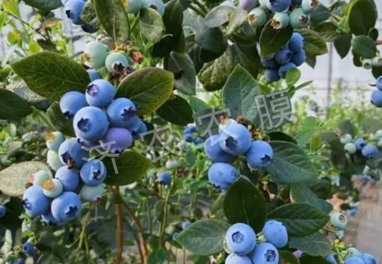 藍(lán)莓大棚膜批發(fā)